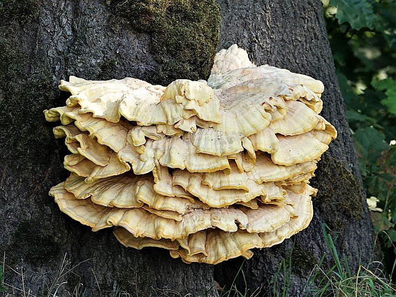 Foto 5 verkleind.jpg - Paddestoelen